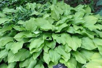 Hosta 'Honeybells'   pot 9x9 cm