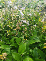 Hosta 'Invincible'   pot 9x9 cm