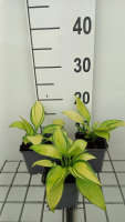 Hosta 'June'   pot 9x9 cm