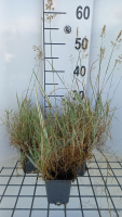 Holcus mollis 'Albovariegatus'   pot 9x9 cm