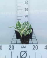 Hosta 'Patriot'   pot 9x9 cm