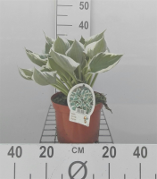 Hosta 'Patriot'   pot 3L  