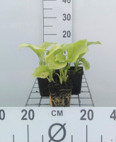 Hosta plantaginea var. Grandiflora   pot 9x9 cm
