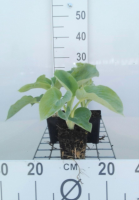 Hosta 'Royal Standard'   pot 9x9 cm