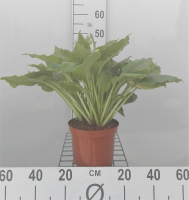 Hosta 'Royal Standard'   pot 3L