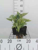 Hosta 'Elegans'   pot 9x9 cm