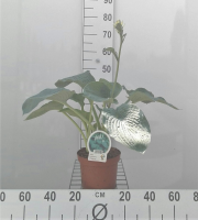 Hosta 'Elegans'   pot 3L