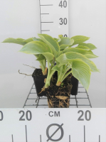 Hosta 'Frances Williams'   pot 9x9 cm