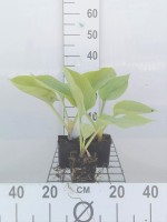 Hosta 'Sum and Substance'   pot 9x9 cm