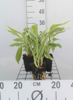 Hosta 'Undulata Albomarginata'   pot 9x9 cm