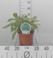 Hosta 'Undulata Albomarginata'   pot 3L