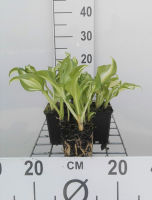 Hosta 'Undulata Mediovariegata'   pot 9x9 cm  