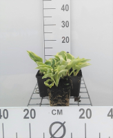 Hosta 'Wide Brim'   pot 9x9 cm