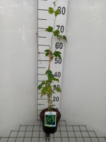 Humulus lupulus   Hop   in pot   50 60 cm  