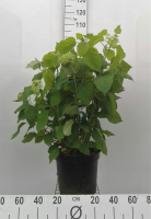 Hydrangea arborescens 'Annabelle'   pot 10L   60 80 cm  