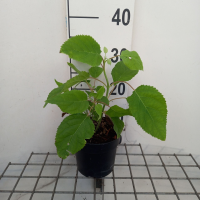 Hydrangea arborescens 'Annabelle'   pot 1,5L   20 30 cm  