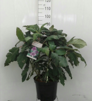 Hydrangea aspera 'Macrophylla'   pot 12L   60 80 cm