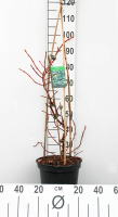 Hydrangea anomala subsp. Petiolaris   pot 10L   80 100 cm