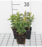Hypericum calycinum   pot 9x9 cm