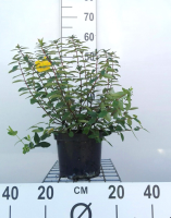 Hypericum x dummeri 'Peter Dummer'   pot   30 40 cm  