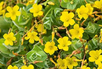 Hypericum elodes   pot 9x9 cm  