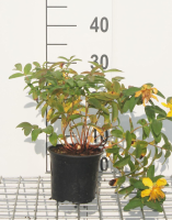 Hypericum 'Hidcote'   pot   25 30 cm  