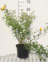 Hypericum 'Hidcote'   pot   30 40 cm  