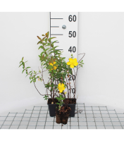 Hypericum 'Hidcote'   pot 9x9 cm  