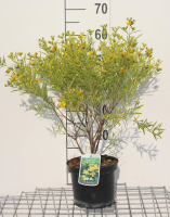 Hypericum kalmianum 'Gemo'   pot   30 40 cm