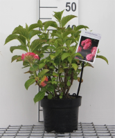 Hydrangea macrophylla 'Alpenglühen'   pot   25 30 cm  