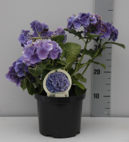 Hydrangea macrophylla   blauw   pot   25 30 cm  