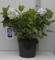 Hydrangea macrophylla   blauw   pot 10L   40 60 cm  