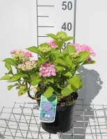 Hydrangea macrophylla 'Bodensee'   pot   25 30 cm  