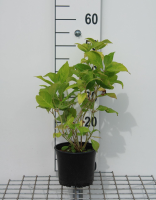 Hydrangea macrophylla 'Bouquet Rose'   pot   25 30 cm