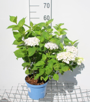 Hydrangea macrophylla 'Blushing Bride' (The Bride)   pot 3L   25 30 cm