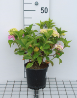 Hydrangea macrophylla 'Glowing Embers'   pot   25 30 cm
