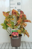 Hydrangea macrophylla 'Leuchtfeuer'   pot   25 30 cm  