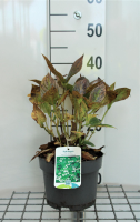 Hydrangea macrophylla 'Mariesii Grandiflora'   pot   25 30 cm