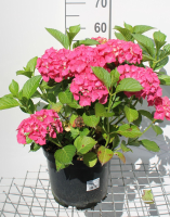 Hydrangea macrophylla   rood   pot 10L   40 60 cm