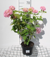 Hydrangea macrophylla   roze   pot   25 30 cm  