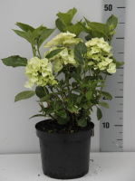 Hydrangea macrophylla   wit   pot   25 30 cm  