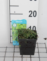 Hydrocotyle novae zelandiae   pot 11x11 cm