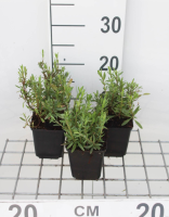 Hyssop   pot 9x9 cm (Hyssopus officinalis)  