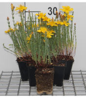 Hypericum olympicum   pot 9x9 cm  