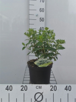 Hydrangea paniculata 'Ilvobo' (Bobo)   pot   30 40 cm  