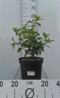 Hydrangea paniculata 'Rendia' (Diamant Rouge)   pot   40 50 cm