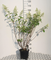 Hydrangea paniculata 'Kyushu'   pot   40 50 cm  
