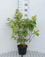 Hydrangea paniculata 'Ilvomindy' (Mega Mindy)   pot   40 50 cm
