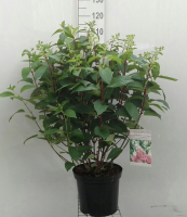 Hydrangea paniculata 'DVPPinky' (Pinky Winky)   pot 12L   80 100 cm