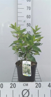 Hydrangea paniculata 'Tardiva'   pot   40 50 cm